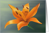lily card