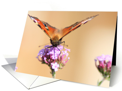 Butterfly card (77973)