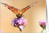 Butterfly card