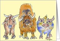 3 Cartoon Ox card