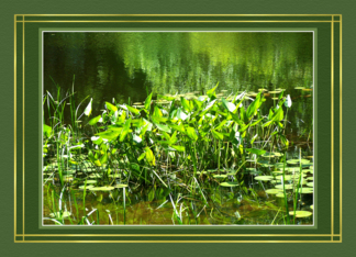 Lily Pads Card