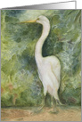 White Egret Bird Standing in Jungle Blank card