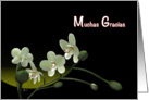 Muchas Gracias spanish Thank You Orchids flower card white orchid card