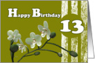 Happy 13th Birthday, White orchids flowers on green birthday card