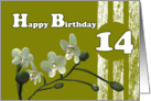 Happy 14th Birthday, White orchids flowers on green birthday card