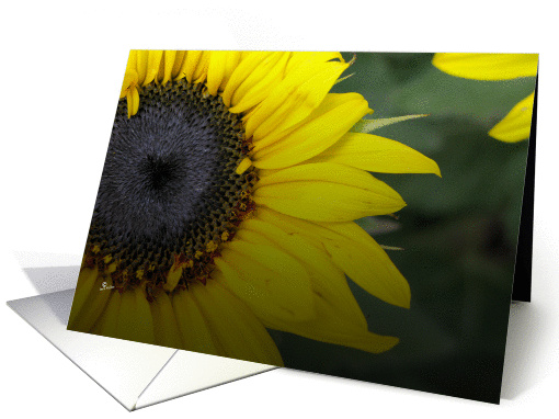 Sunflower Spring card colors in the garden card (396819)