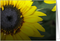 Sunflower Spring card colors in the garden card