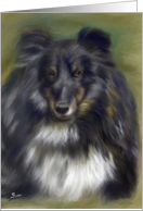 Sheltie dog pedigree blank greeting card tricolor Sheltie Dog card
