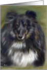 Sheltie dog pedigree blank greeting card tricolor Sheltie Dog card