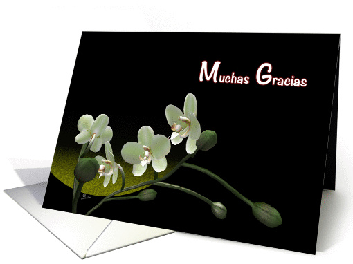 Muchas Gracias spanish Thank You Orchids flower card white orchid card