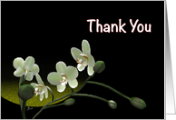 Orchids flower card...
