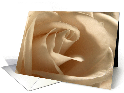 Cream Rose card (80524)