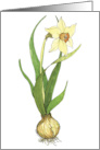 Daffodil - Persian New Year card