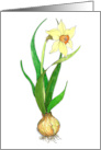 Easter Botanical Daffodil with Bulb card