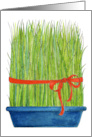 Wheat Grass Persian New Year card