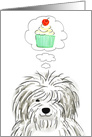 Old English Sheepdog Birthday card