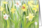 Easter for Mom Daffodil Fields card