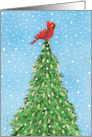 Red Cardinal in Pine Tree card