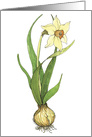 Daffodil - sympathy card