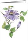 Clematis Note Card