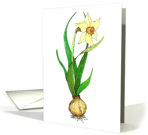Easter Botanical Daffodil with Bulb card (137573)