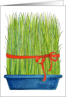 Wheat Grass - Persian New Year card
