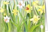 Daffodil Fields - Spring card