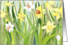 Daffodil Fields - Spring card