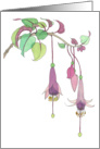 Fuchsia, Blank Note card