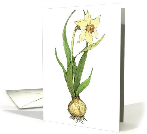 Daffodil - note card (85300)