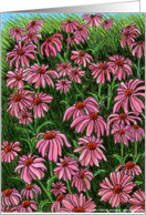 Field of Coneflowers card