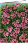 Field of Coneflowers card