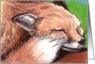 Content Red Fox card