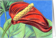 Anthurium card