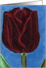 Black Tulip card
