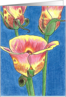 Butterfly Tulips card