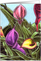 Cheery Calla Lilies 1 card