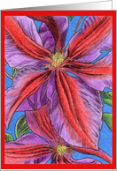 Clematis ’Mrs. N. Thompson’ card