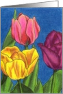 Colorful Tulips card