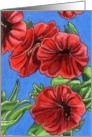 Dark Red Calibrachoa card