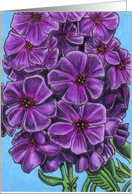 Deep Purple Tall Phlox card
