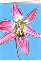 Dog’s Tooth Violet card