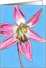 Dog’s Tooth Violet card