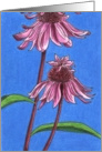 Double Decker Coneflowers (Without Green) card