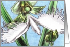 Egret Flower card