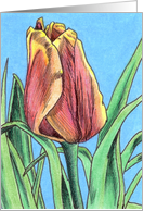 Indian Summer Tulip card