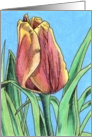 Indian Summer Tulip card