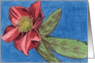 Lenten Rose card