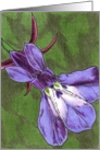 Lobelia card