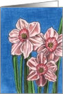 Peach Daffodils card